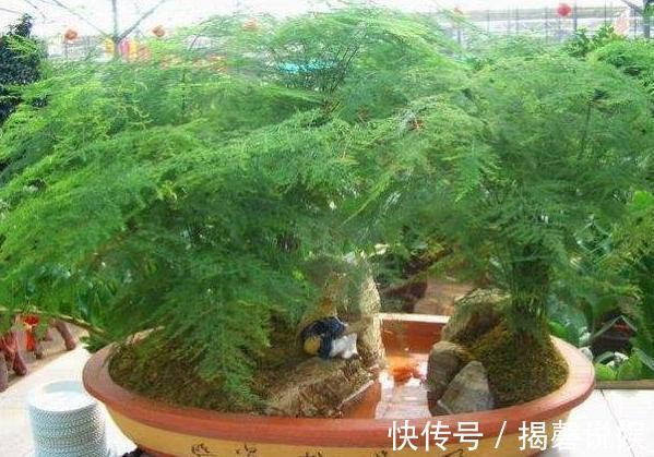 新人养花想得心应手,需注重3个小技巧,掌握到位养啥花都不难