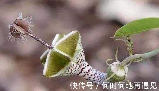 大王花|5种“奇葩花”,一个比一个奇特,养了1种也厉害!