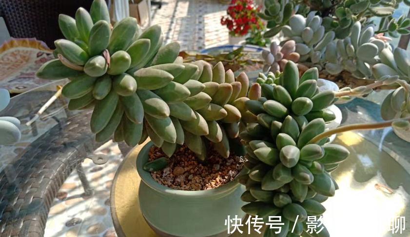 愁多肉“过冬难”,就抓紧做好这4件事,花友:今年盆栽特省心