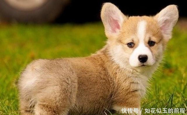 适合家养的5种小型犬,比熊犬在内,第四种