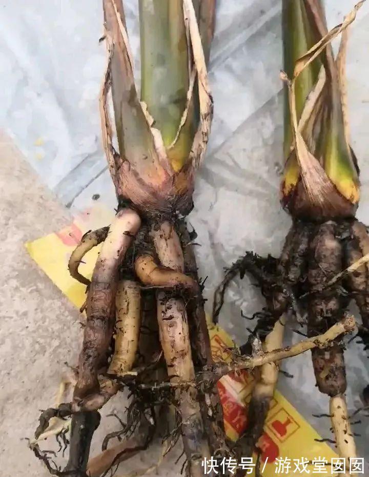 给花喷点它，叶片油绿茂密，花苞嘟噜噜冒出来