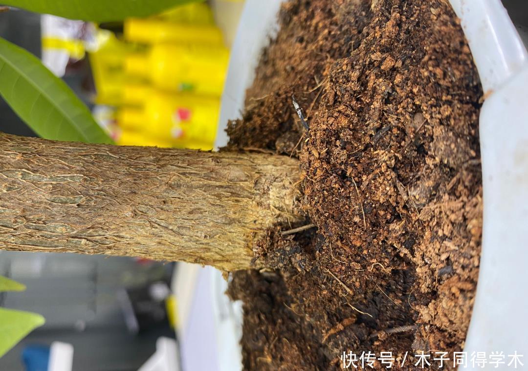 发财树这样养,不烂根,不黄叶,蹭蹭长新芽