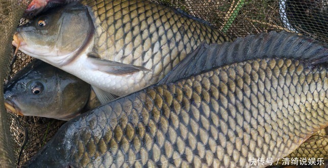 蔗糖|蚯蚓野钓效果如何4种处理蚯蚓的小技巧,比原有效果翻5倍