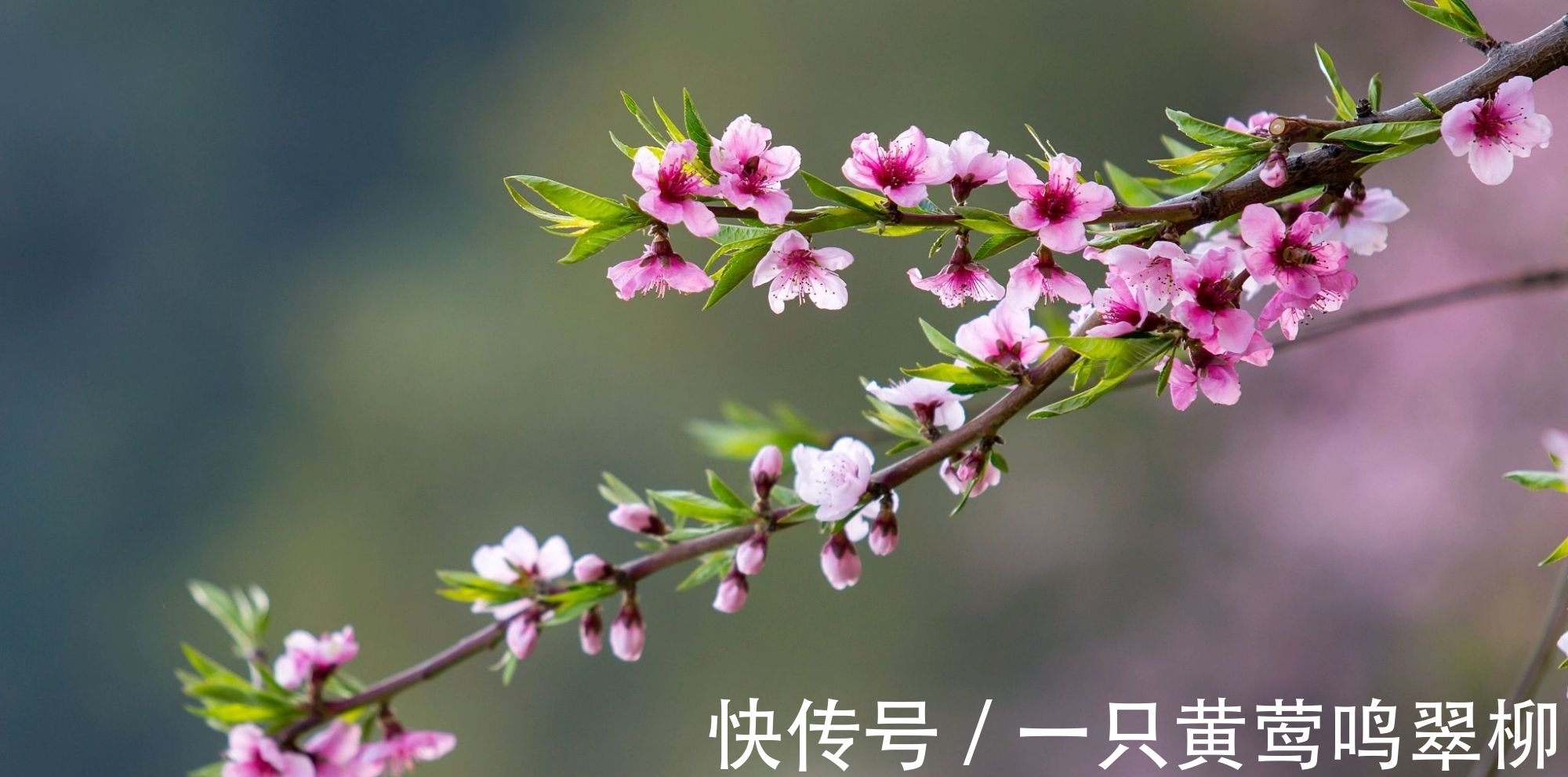 七律&白居易的一首七律,借景言情,不同俗流,抒发了对人才的珍爱之情