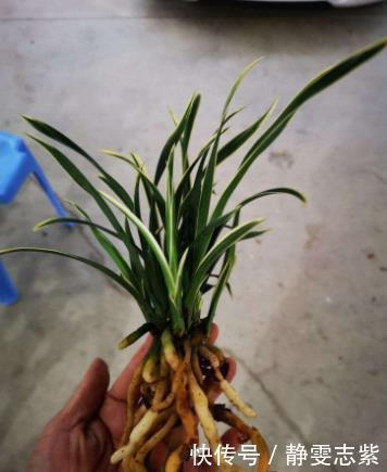 买到裸根带花的兰花苗,1步操作必须做,不然延缓生长,甚至枯死