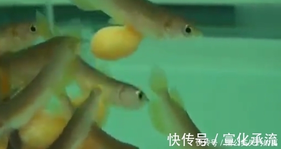 花数|小伙花数万买回一条鱼，回家却拒绝吃饭，弄开嘴一看价值上百万！