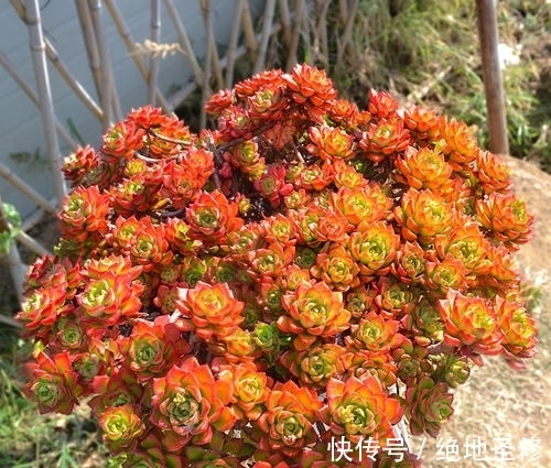 厚叶|3种多肉植物,号称“爆崽小能手”,晒一晒上色美,容易群生爆崽