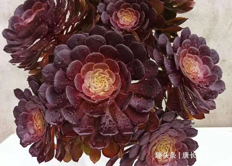 晒伤|多肉法师的叶片下翻先判断是否休眠，再检查有没有其它的问题