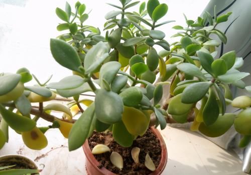 【值得收藏】集合常见的养花问题，帮分析病因、解决方法