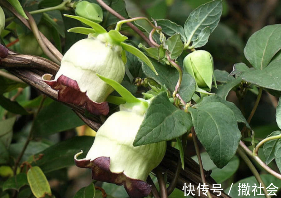 根茎|农村这种野草,根茎价值比人参高,农民拿它煲汤,现1斤卖上千元