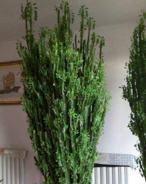 镇宅|2种“镇宅花”,客厅养一盆寓意好,比啥花都强,越养越值钱