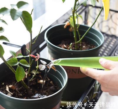 冬季给花浇水,4种“夺命水”不要浇,室内易伤根,养一盆死一盆