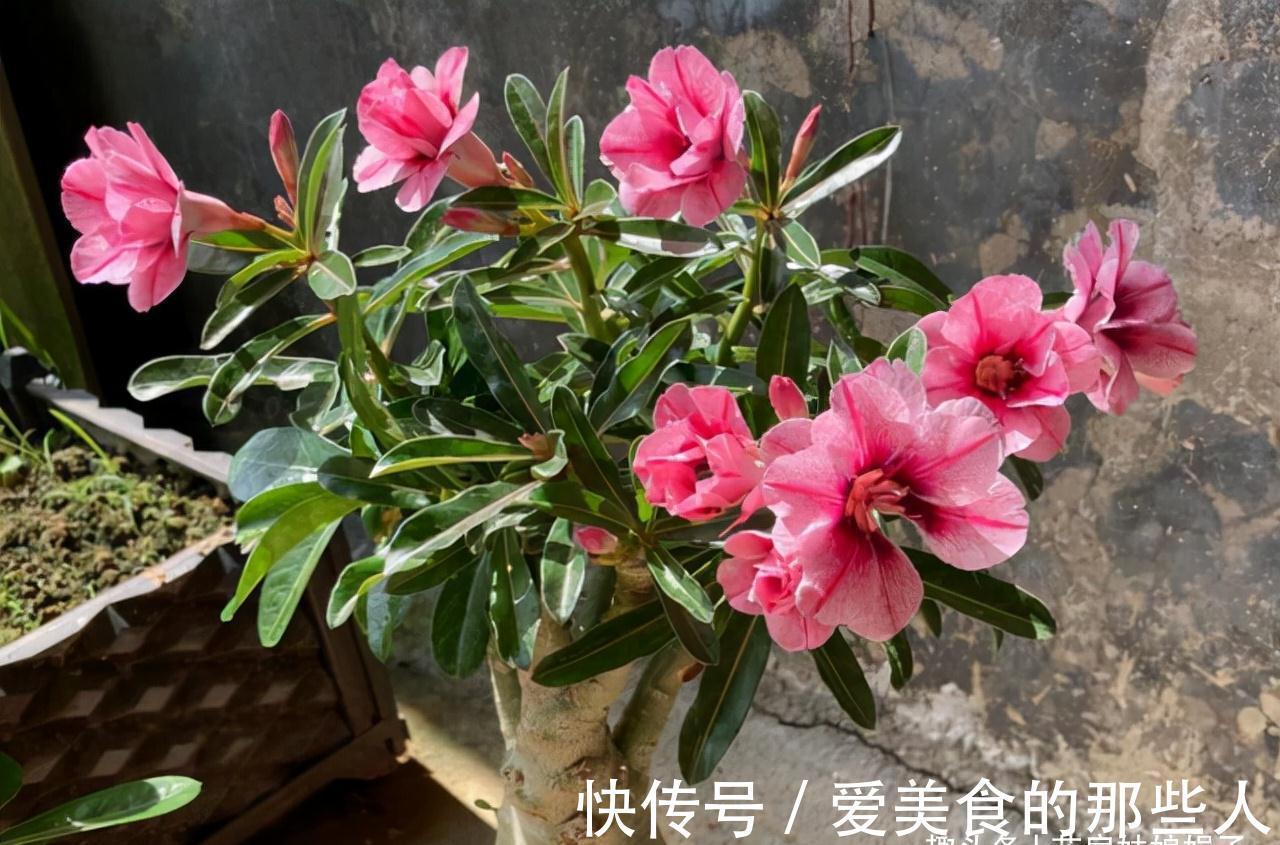 天气越来越冷,很多花“熬不过冬”学会这些好方法,花卉安全越冬