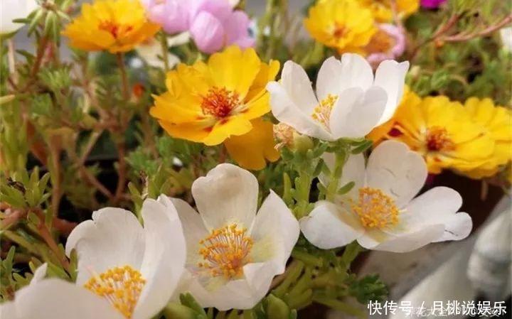 晒不死的6种花,扔阳台不用管,越晒花越多!