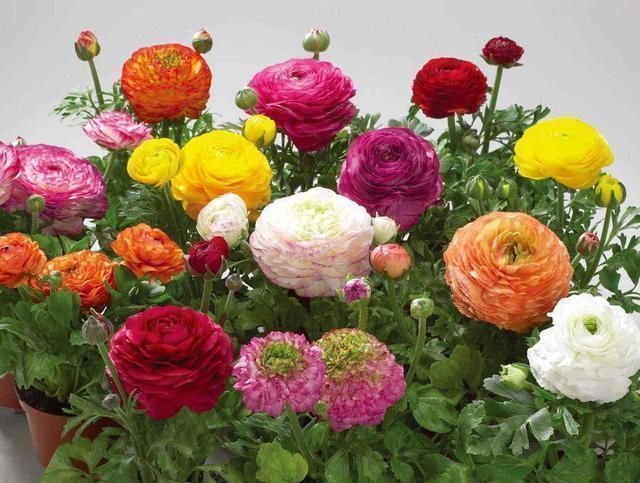 芹叶牡丹|阳台养一盆这个花,叶子像芹菜,开花像玫瑰,种一次,年年开花