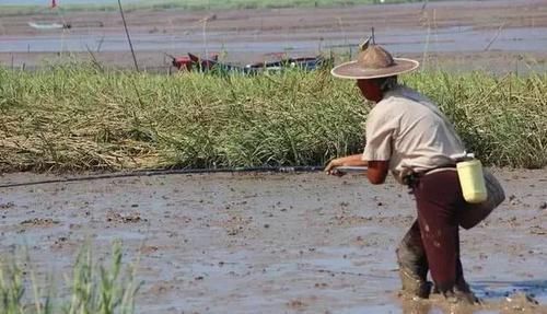 鱼类|这鱼会爬树,靠吃淤泥为生,一天捉不到3斤,100元一斤供不应求