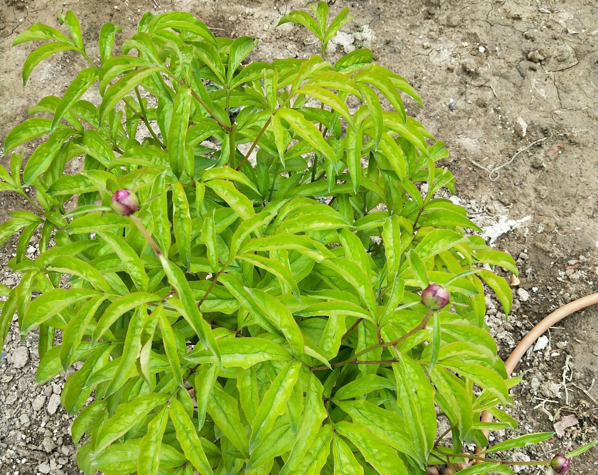 芍药花和牡丹傻傻分不清楚芍药的花苞很大就是不开花怎么办呢