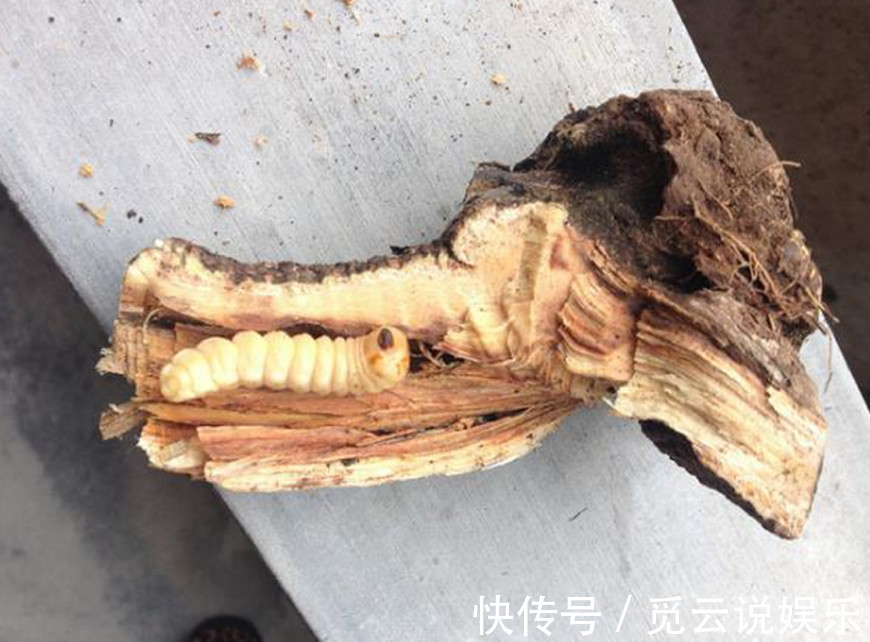 黄果茄|这些草药城里人可能一辈子都没见过，但农村却遍地都是，还能治病