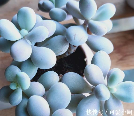 多肉盆栽植物:多肉品种太多了,简单分成6大类,看完再也养不死