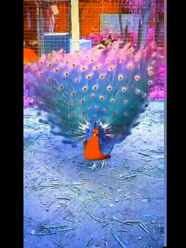 |搞笑GIF:女朋友很漂亮 就是脑子有点不好使