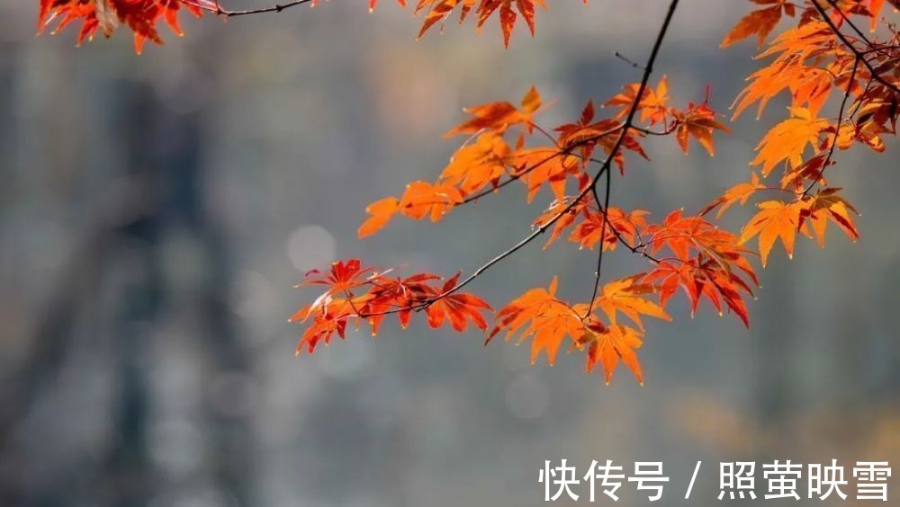 秋思@古今10首写秋名作,首首经典,哪一首是你心中的第一