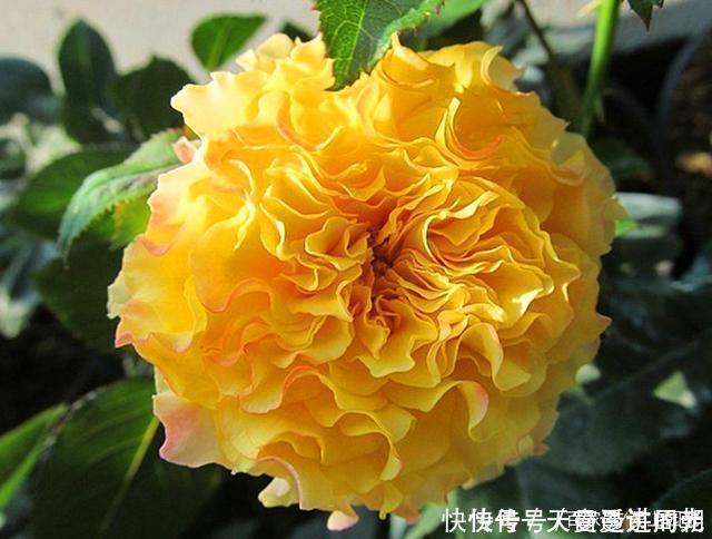 难度|最美的波浪边月季,又香又勤花,种植无难度,非常适合新手