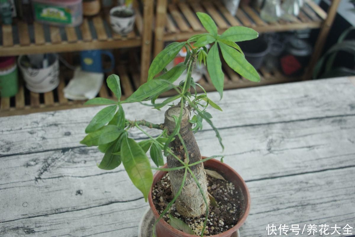 黄叶|家里通风差,不要养这3种花,黄叶招虫很麻烦