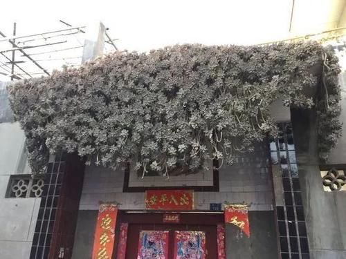 生根|养多肉,就养此“强悍”品种,掉片叶子就生根,房顶上也能长一片