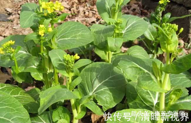 野菜|几种不起眼的野菜，坚持常吃，预防感冒，消除疲劳，排毒养颜