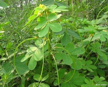 眼病|视力下降试试农村这种植物,泡茶饮用,能保护你的眼晴