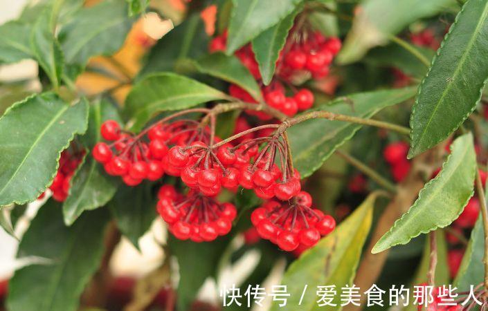 农历9月30日霜降后，养什么花？以下3种花，五福临门平安幸福