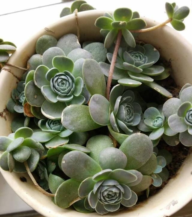 一年的时间就爆盆,这个生长能力还有谁,除了它