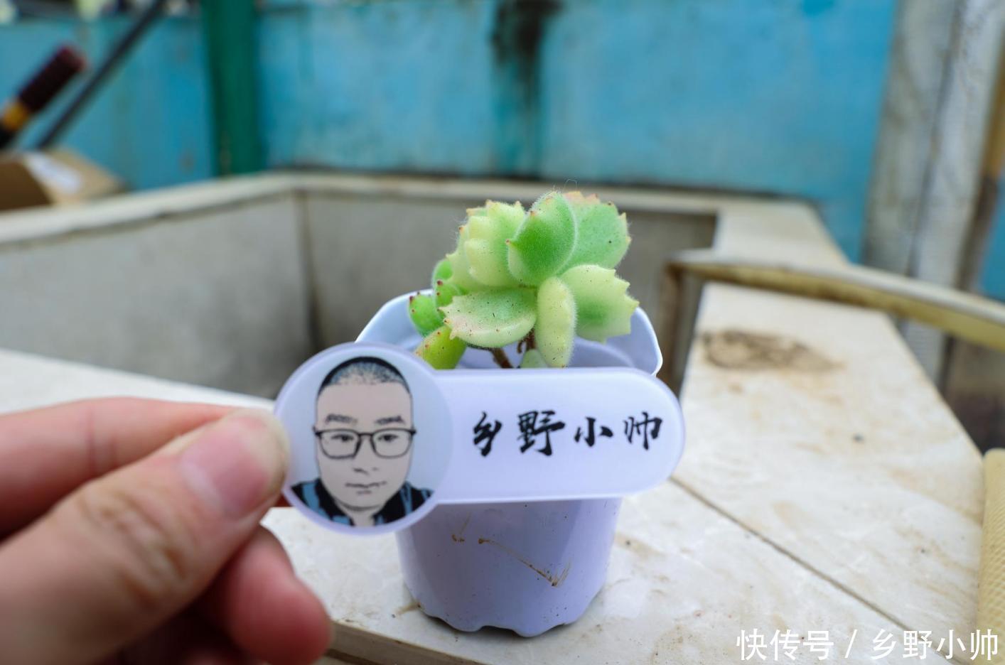 叶插|叶插出苗后夭折,让人心疼,小帅告诉你这样养护提高成功率