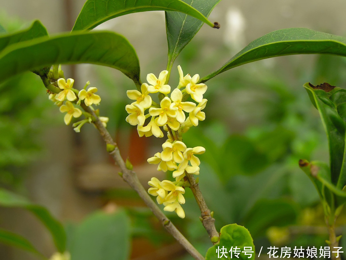 金桂不好养?四步教你养出一盆独一无二的桂花树,花开满枝头