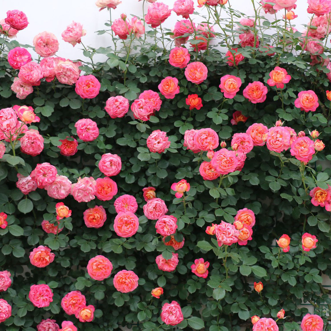 花了100块不到,庭院就大变样,花香四溢,一不小心变成花海