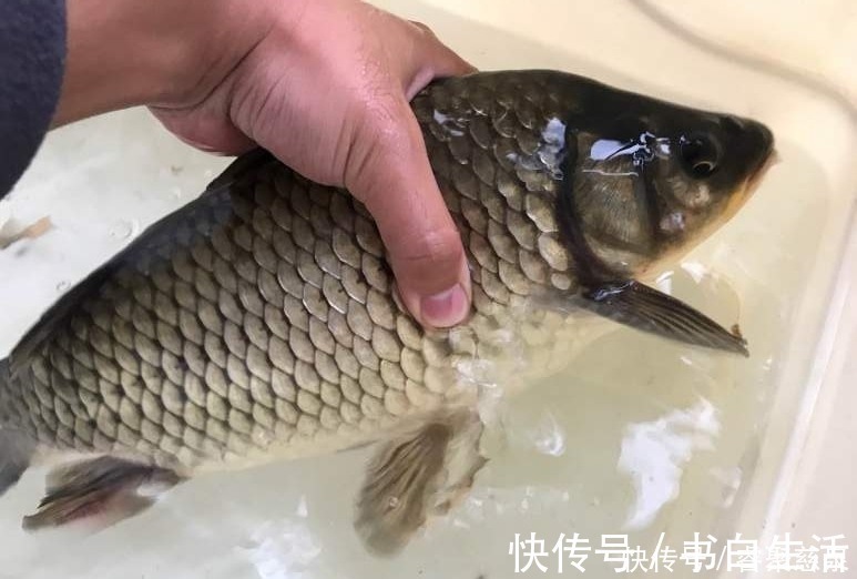 他野钓钓到六斤鲫鱼王，一看竟是“太监鲫鱼”这究竟是谁的功劳
