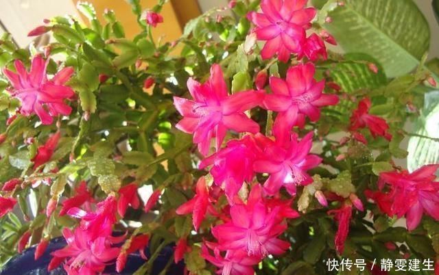 蟹爪兰最怕夏天老农有“妙招”,轻松养爆盆,花开似瀑布