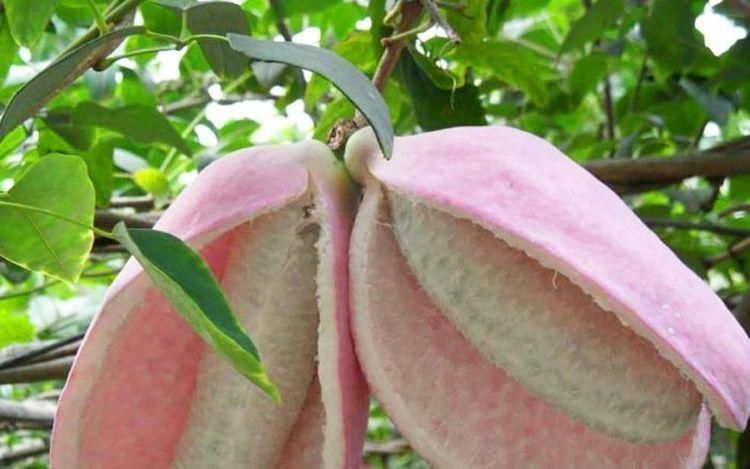 红毛丹|女性不愿老太快,要坚持多吃3种食物,营养丰富、滋润身体!