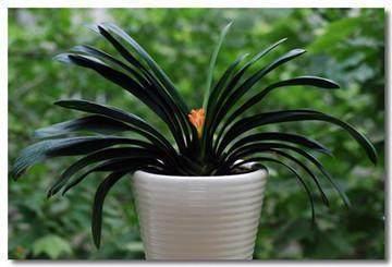 专业应对君子兰夹箭技巧，3天抽箭开花，简单粗暴又有效