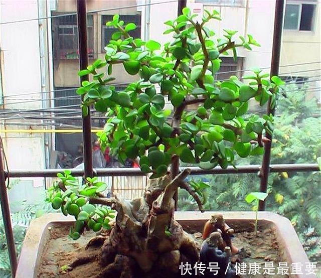 冬天养金枝玉叶，学会这“3招”，叶子肥厚翠绿，枝干粗壮变老桩！