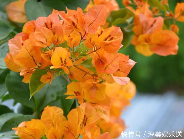 绿叶|养三角梅,学会此“绝技”,想让它啥时候开花,任由你控制