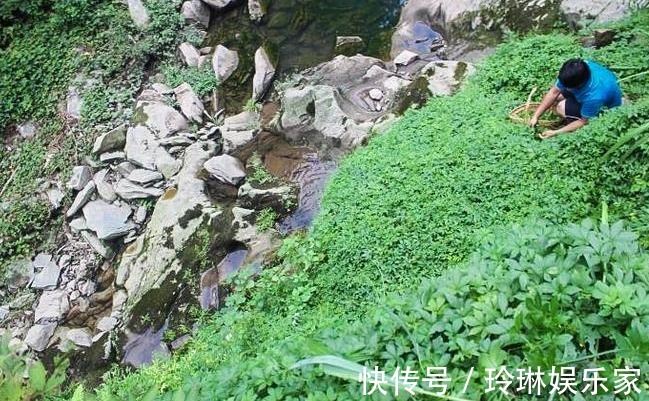 绞股蓝茶|长在路旁无人识,被誉为“百草之王”,营养价值极高,别错过!