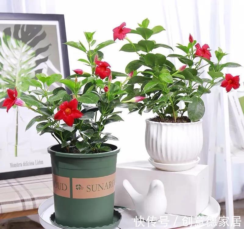 肥料|养花，花多多兑水浇灌、喷洒效果更好