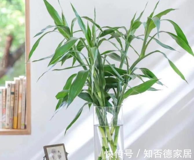 6种花真吉利,养在家里带来好兆头,长势健壮颜值高,值得拥有
