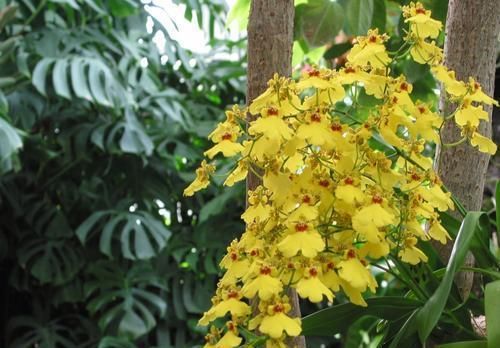 此花文艺漂亮，阳台养一盆，开花美翻了