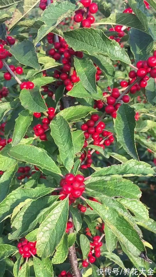 年宵花|上百块一盆的年宵花，花市卖的热热闹闹，但买回家真的好养吗