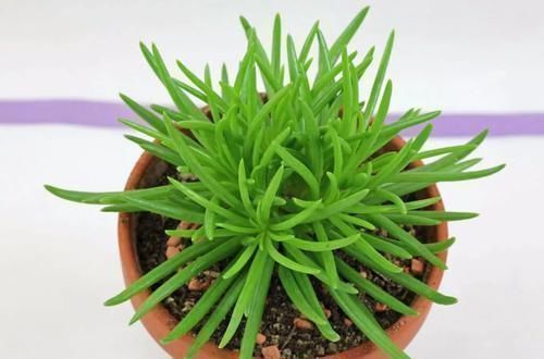 钱串景天|5种长相稀奇的多肉，养小花盆里照旧开花，可养很多年