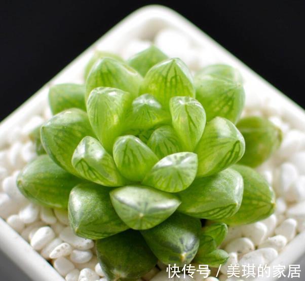 秋天养多肉玉露,“死记硬背”4个要点,叶片晶莹剔透美极了