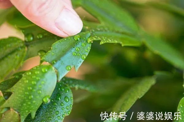 蟹爪兰简单扦插出几十盆,今后随便养,烂掉几棵也有底气