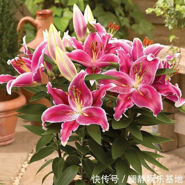 5种霸气花,个个“丑八怪”却吉利镇宅,丢在角落不管,一样爆棚